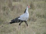 Kenia, Nakuru NP, Sekretär
