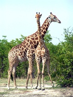 Botswana, Savuti, Giraffen