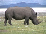 Kenia, Nakuru NP, Nashorn