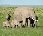 Kenia, Amboseli NP, Elefanten