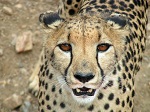 Namibia, Düsternbrook Gästefarm, Gepard