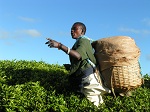 Tansania, Fox Farm (Iringa), Teeplantage